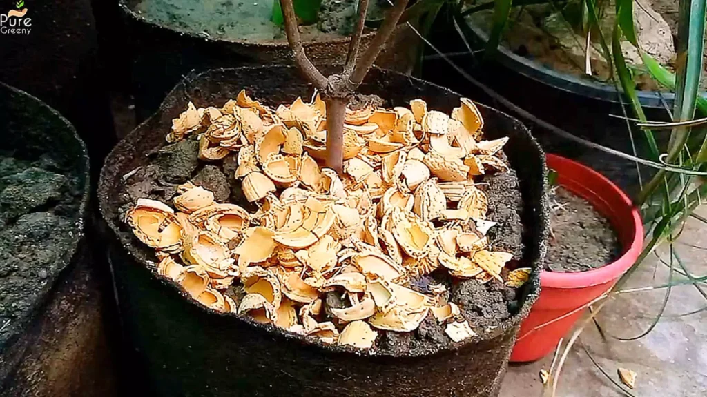 almond Peels Mulching