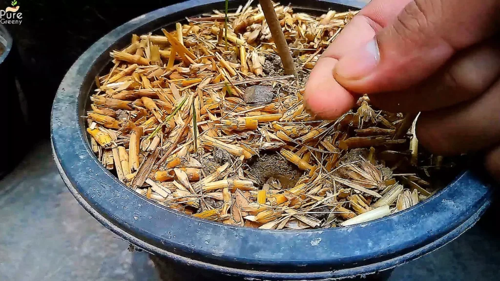 Checking Moisture Below the Mulch