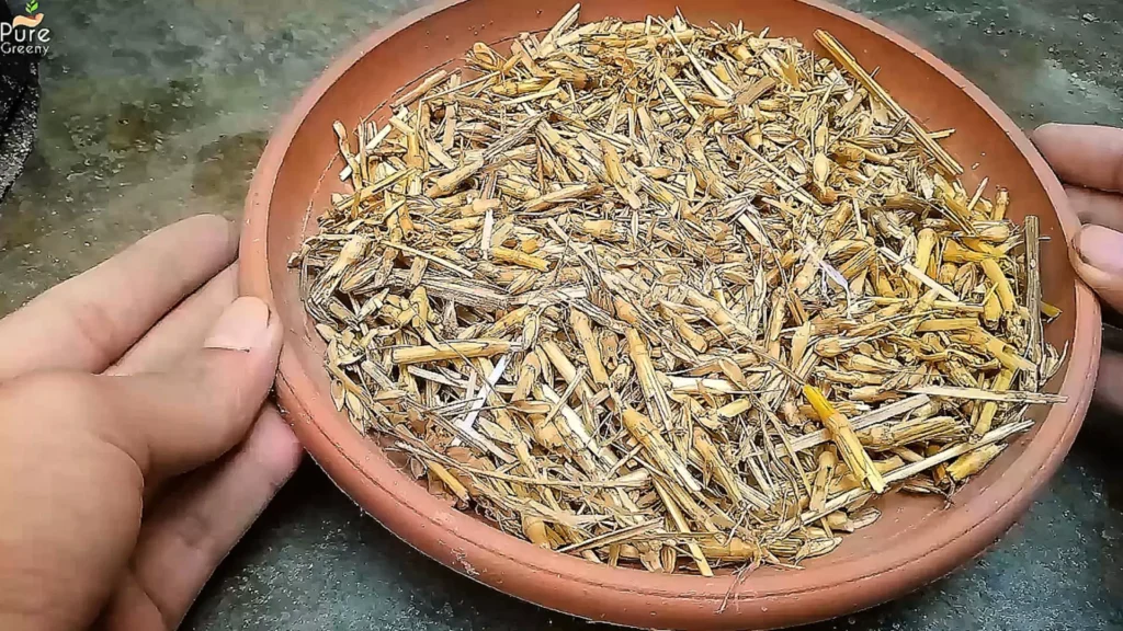 Wheat Straws or Waste