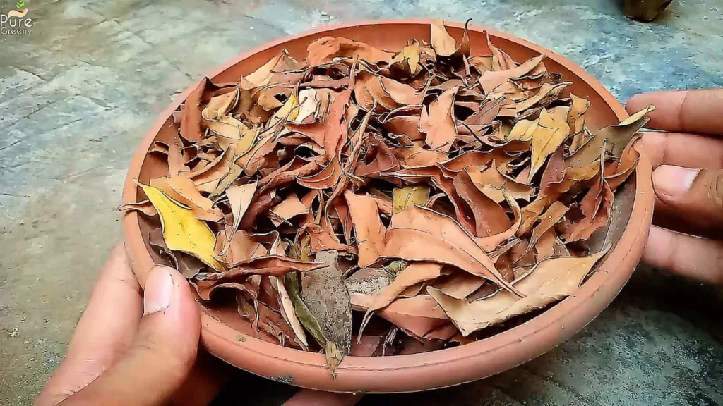 Dry Leaves For Mulching