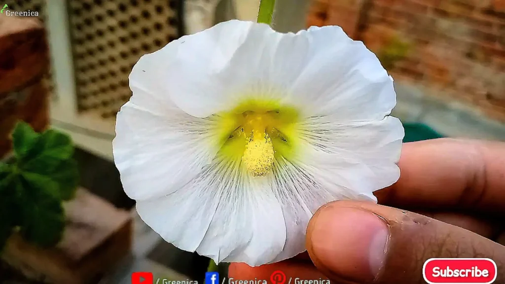 White Hollyhock Plant Flower