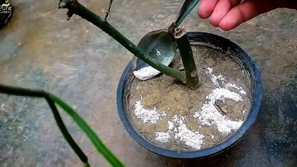 Applying Gypsum Powder on Soil