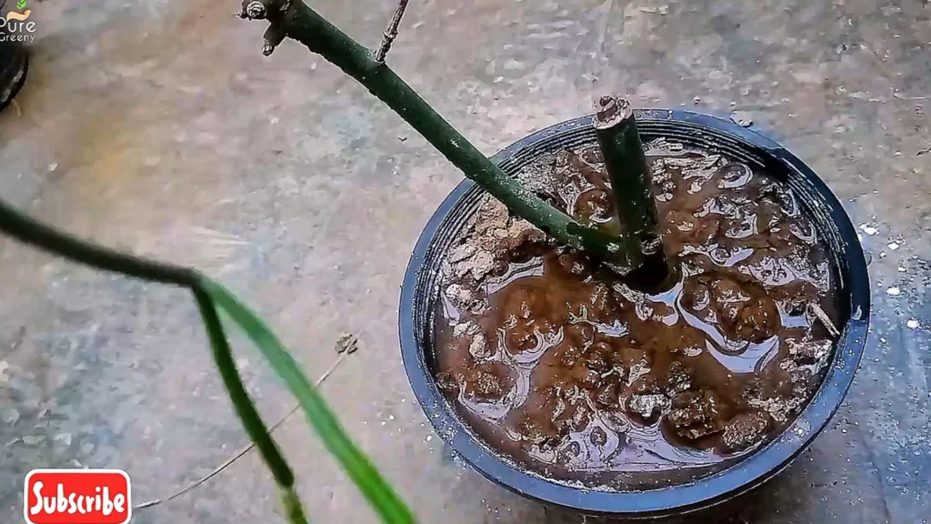 Applying Gypsum Powder on Plants