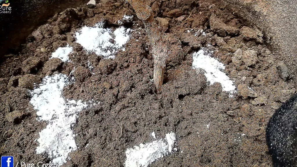 Applying Gypsum Powder on Plants