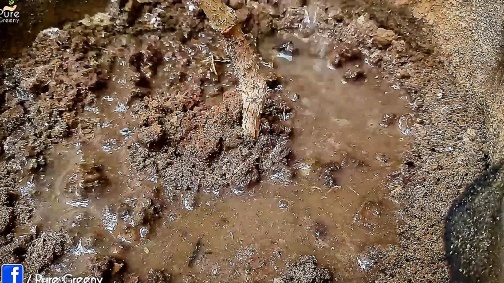 Applying Gypsum Powder on Plants