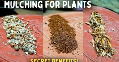 BENEFITS of Mulching For Plants! - How To Do The Mulching Correctly?