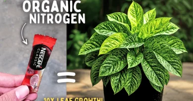 9 Sources of Nitrogen For Plants! - (Nitrogen Fertilizers For Plants)