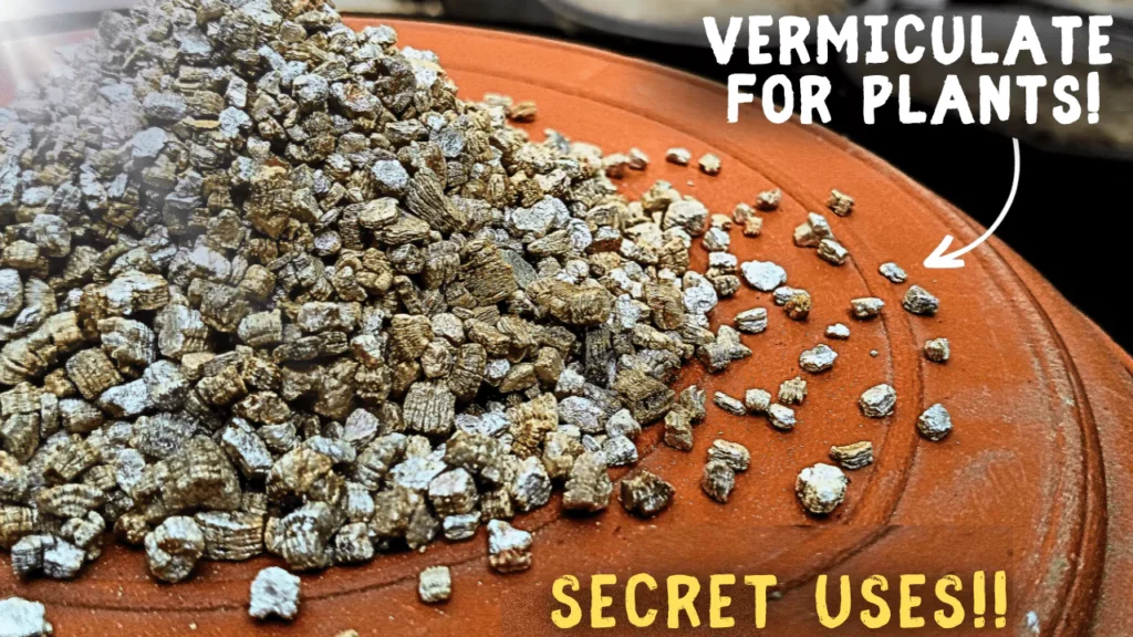 How To CORRECTLY Use Vermiculite For Plants? (5-SECRET Benefits)