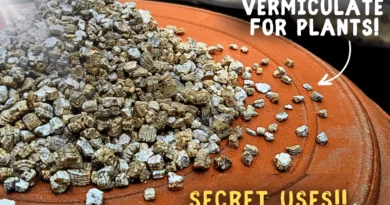 How To CORRECTLY Use Vermiculite For Plants? (5-SECRET Benefits)