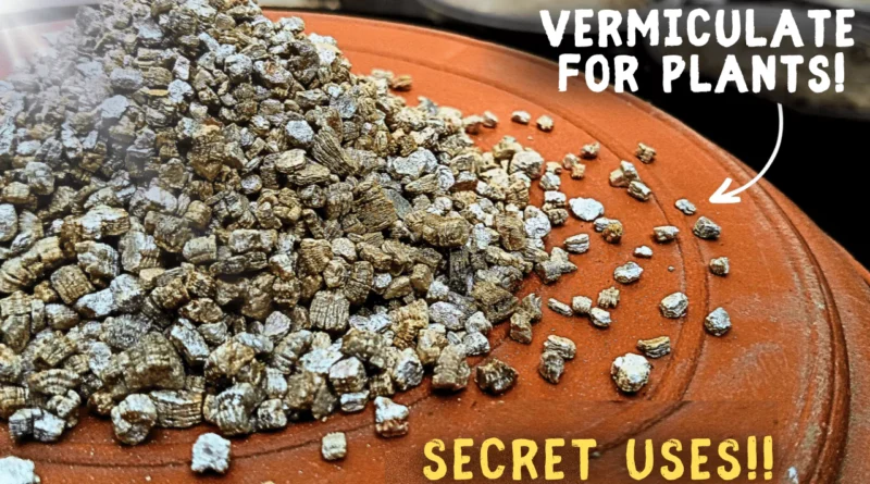 How To CORRECTLY Use Vermiculite For Plants? (5-SECRET Benefits)