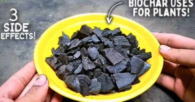 How To Use BioChar For Plants Correctly? (9 BENEFITS*)