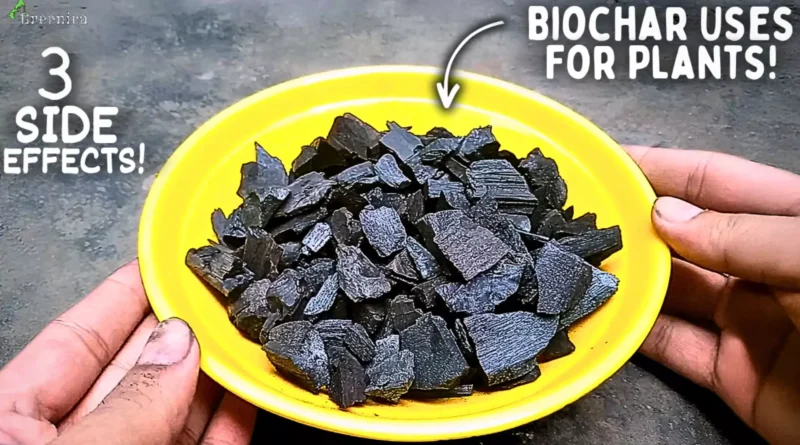 How To Use BioChar For Plants Correctly? (9 BENEFITS*)