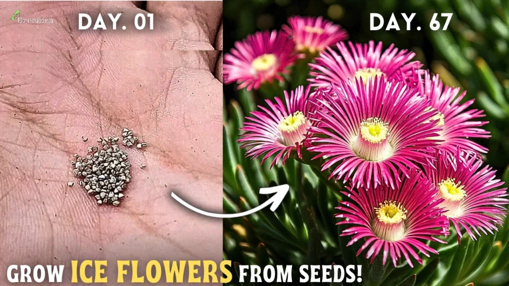 How To Grow Ice Flower Plant (Mesembryanthemum) From Seeds?