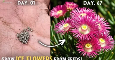 How To Grow Ice Flower Plant (Mesembryanthemum) From Seeds?