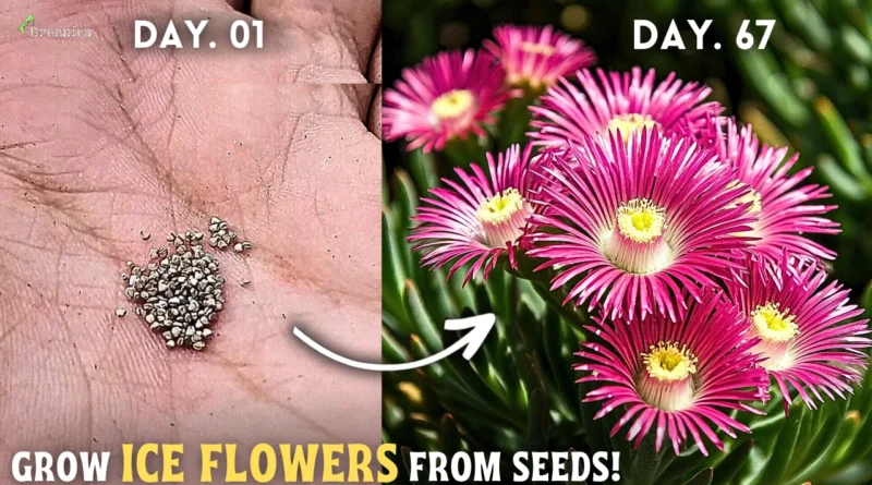 How To Grow Ice Flower Plant (Mesembryanthemum) From Seeds?