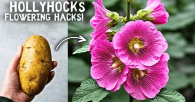 SECRET Tips & Tricks On Hollyhock Plant Care!