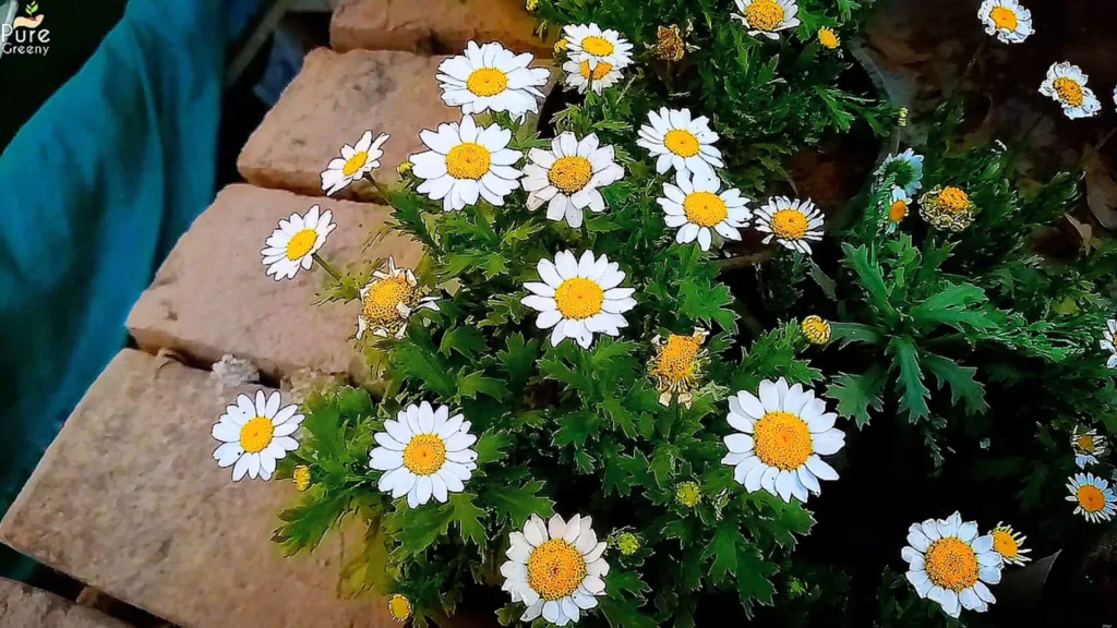 White Daisy Plant Flowers