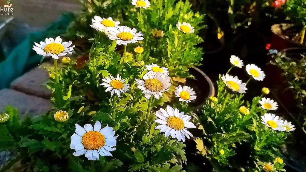 White Daisy Plants in Sun