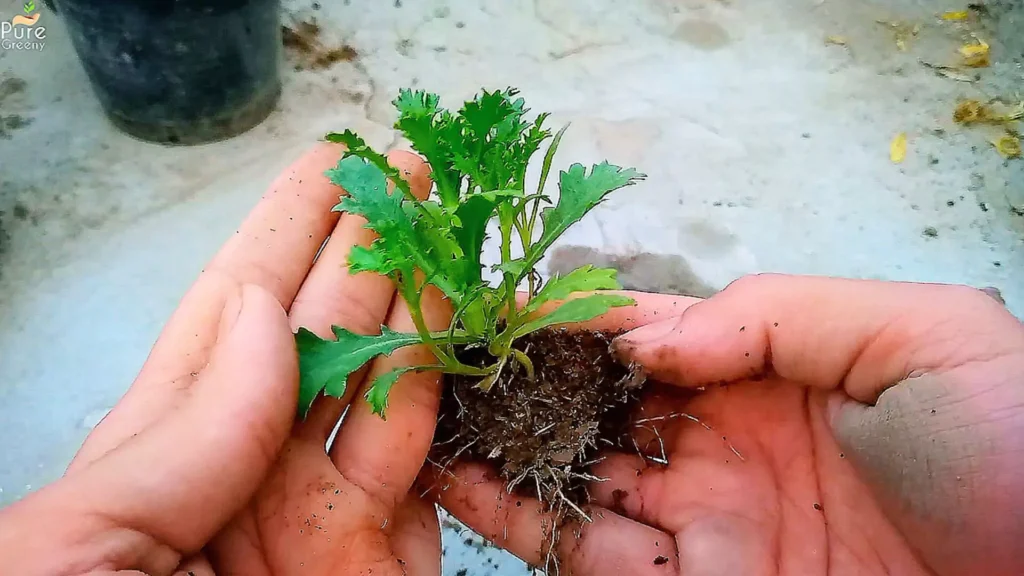 White Daisy Seedlings