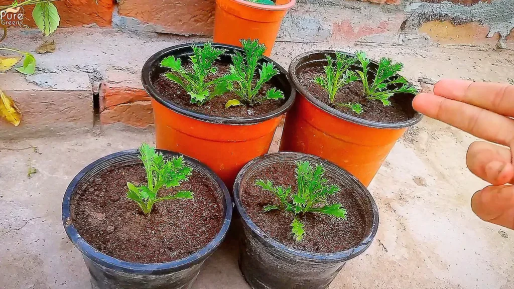 White Daisy Seedlings