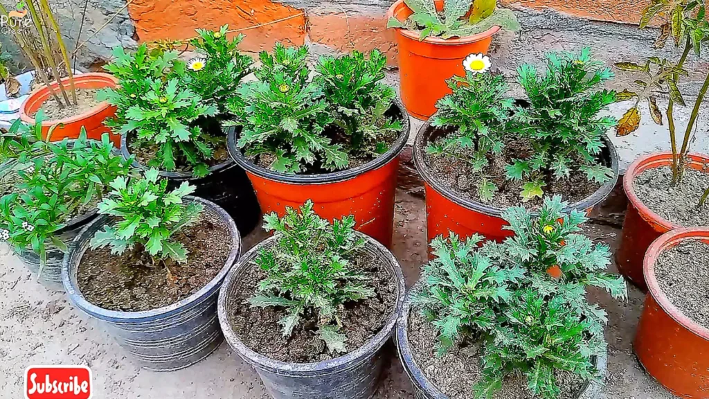 White Daisy Plants