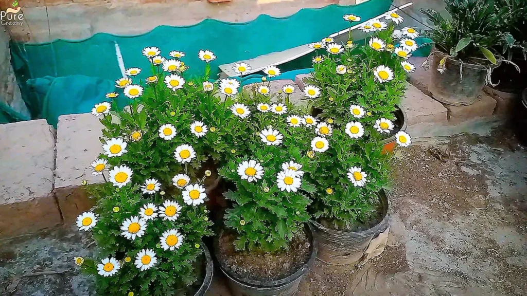 White Daisy Plants Flowering