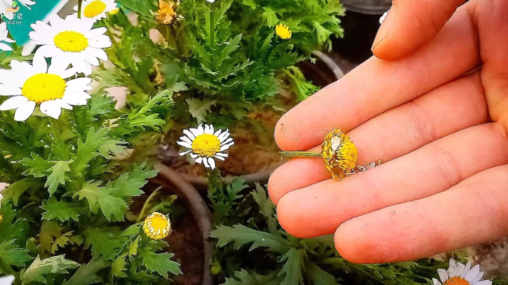 Dead Heading White Daisy Flowers