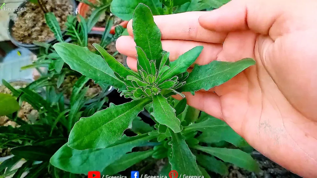 Healthy Green Leaves