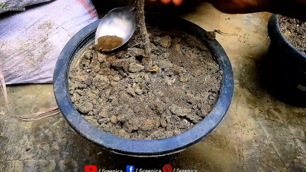 applying tea Powder On Soil