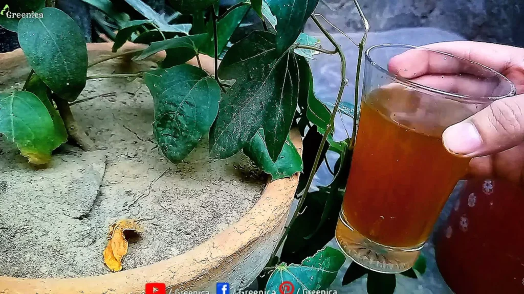 Applying Coffee Water On Soil