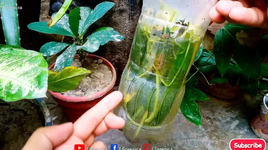 making Green Peels Liquid For Plants