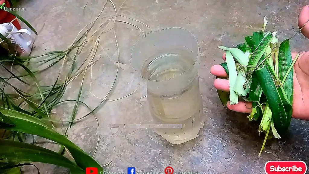 making Green Peels Liquid For Plants