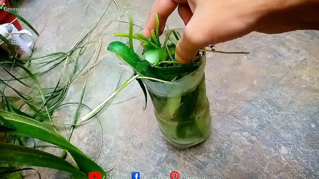 making Green Peels Liquid For Plants