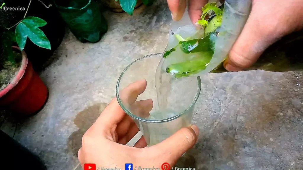 making Green Peels Liquid For Plants