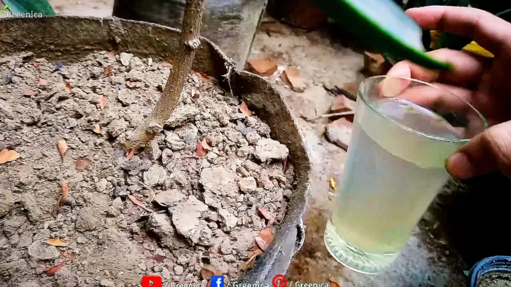 Applying Green Peels Liquid On Soil