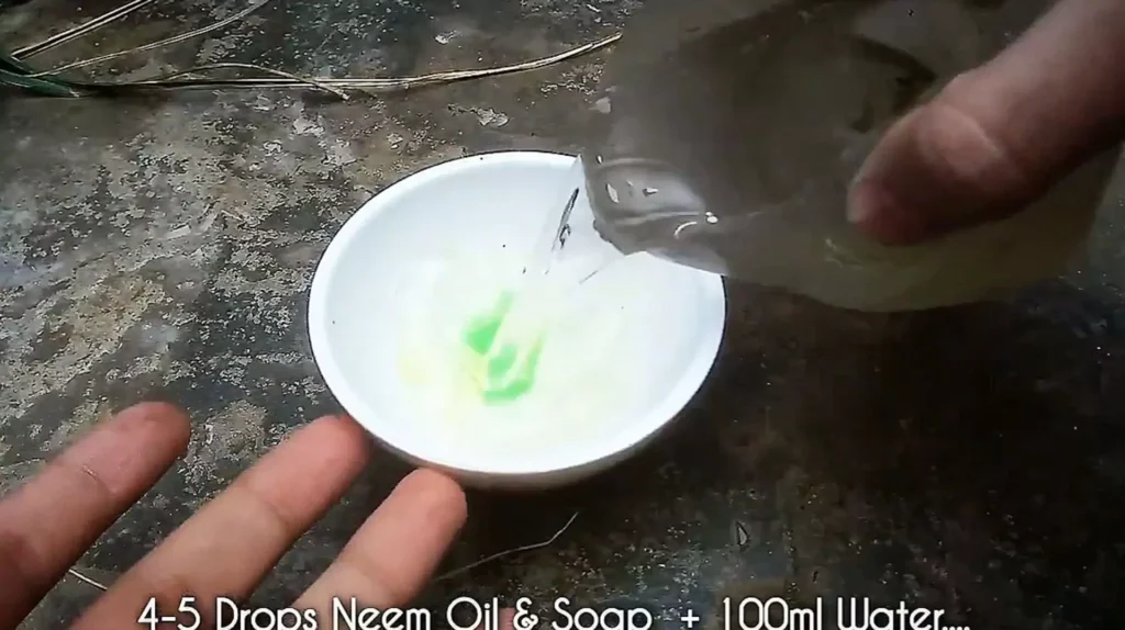 Making Neem Oil Solution For Seeds