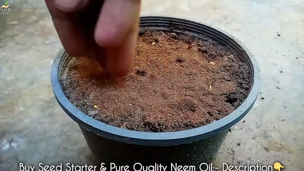 Sowing Pepper seeds