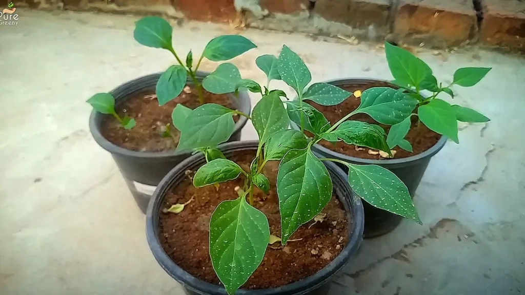 Pepper Seedlings