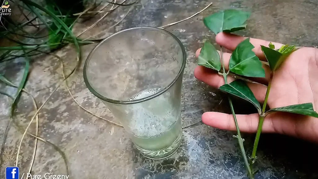 Using Neem Oil For Cuttings