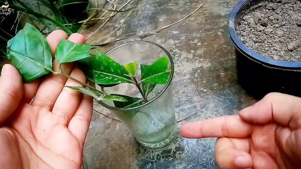 Using Neem Oil For Cuttings