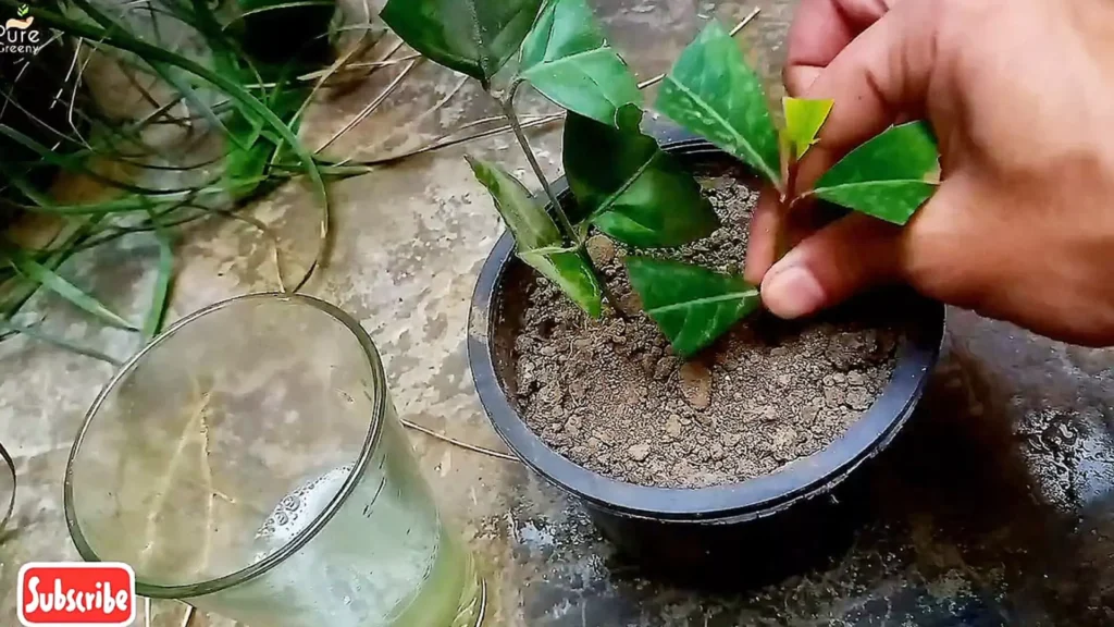 Using Neem Oil For Cuttings