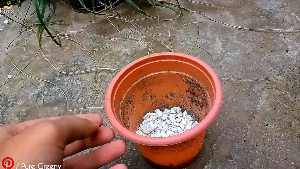 Using Pumice Stones For Repotting