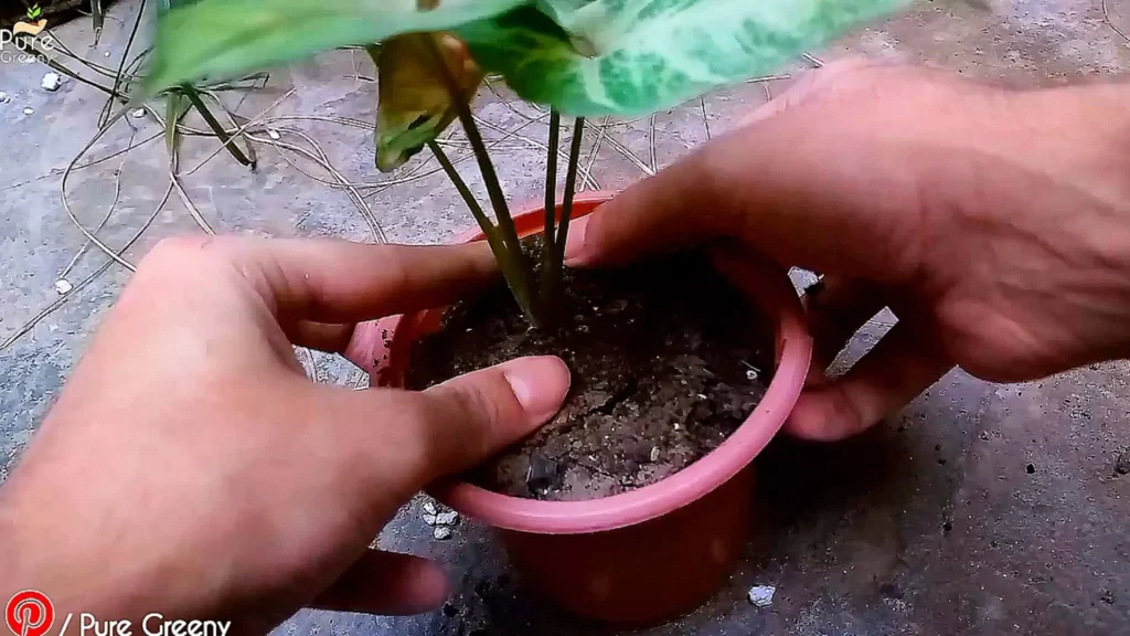 Repotting Syngonium