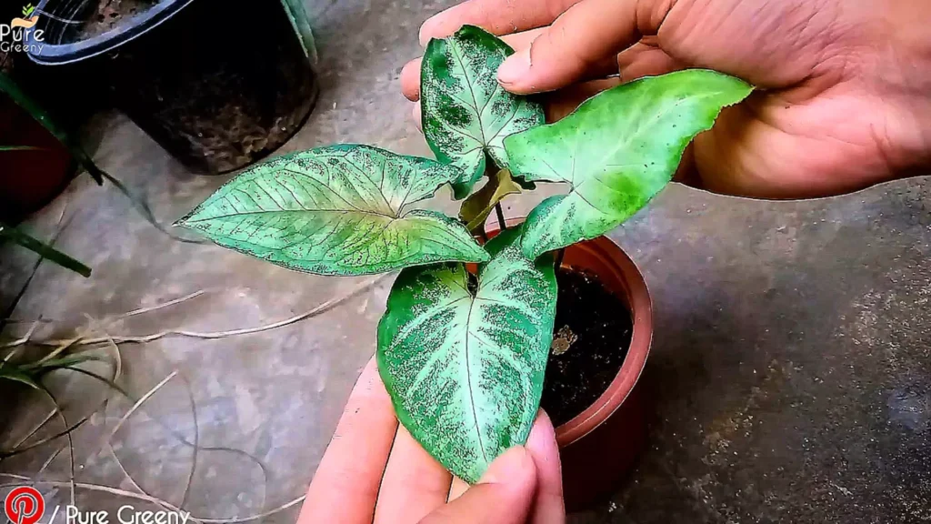 Syngonium plant