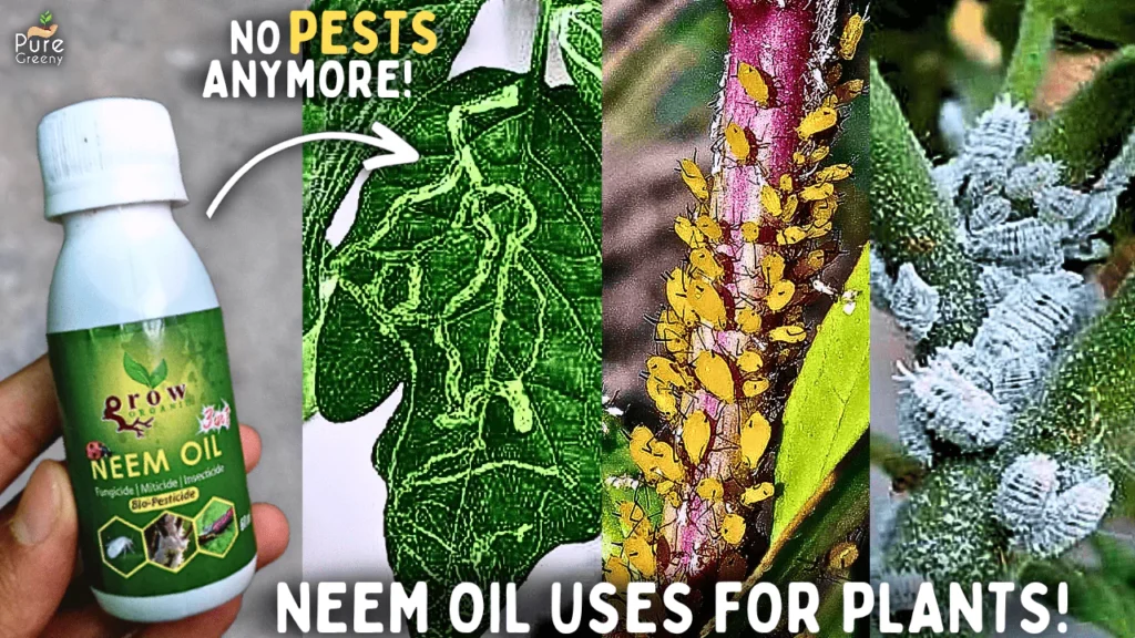 How To Use Neem Oil For Plants? - Neem Oil Benefits For Plants!