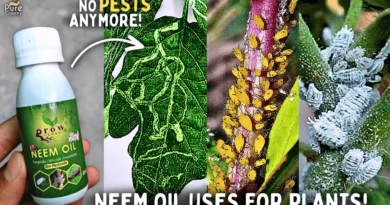 How To Use Neem Oil For Plants? - Neem Oil Benefits For Plants!