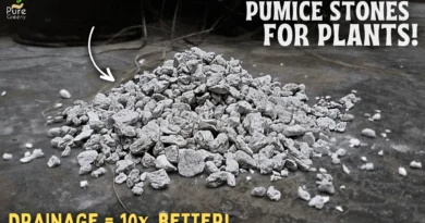 Benefits Of Pumice Stone For Plants! - How To Use Pumice Stones For Plants?