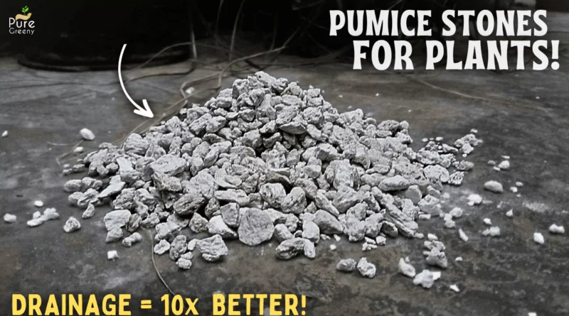 Benefits Of Pumice Stone For Plants! - How To Use Pumice Stones For Plants?