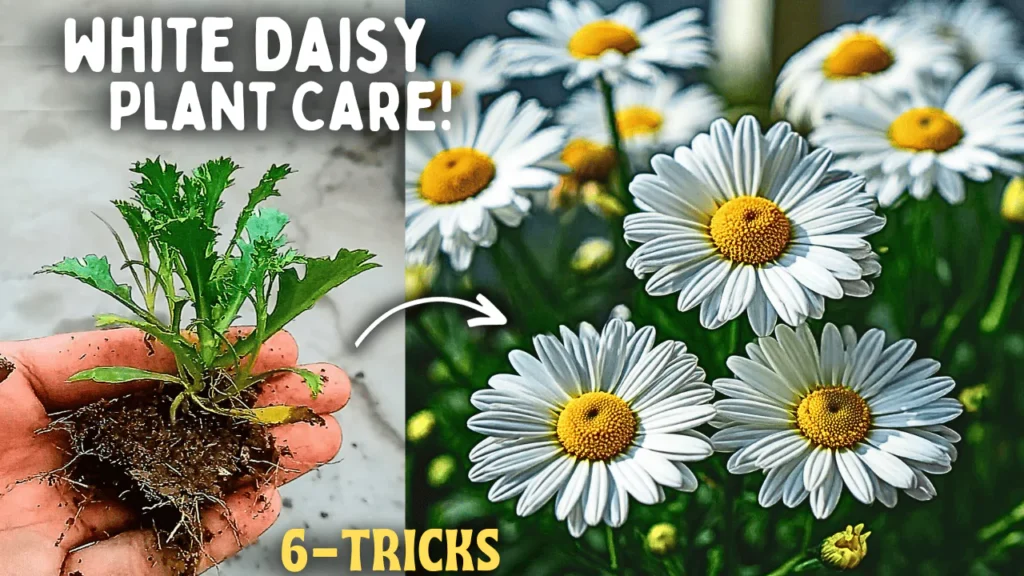 A Comprehensive Guide On White Daisy Plant Care! (6-Tips)