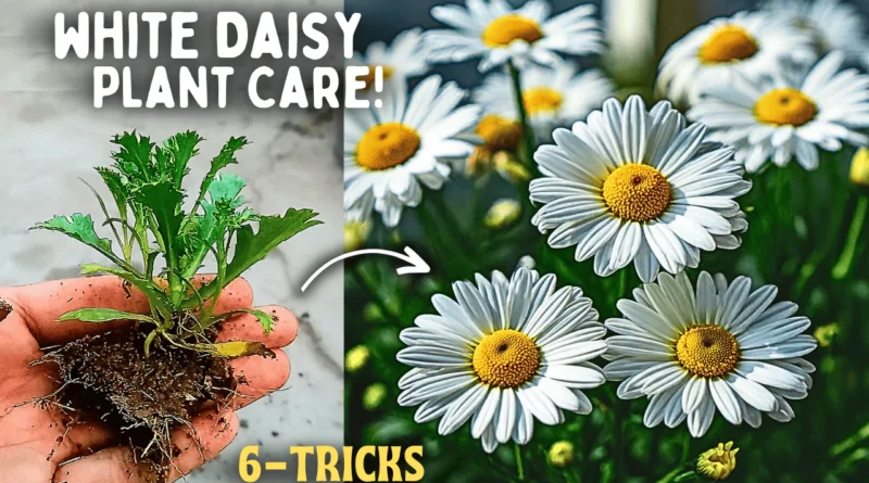 A Comprehensive Guide On White Daisy Plant Care! (6-Tips)